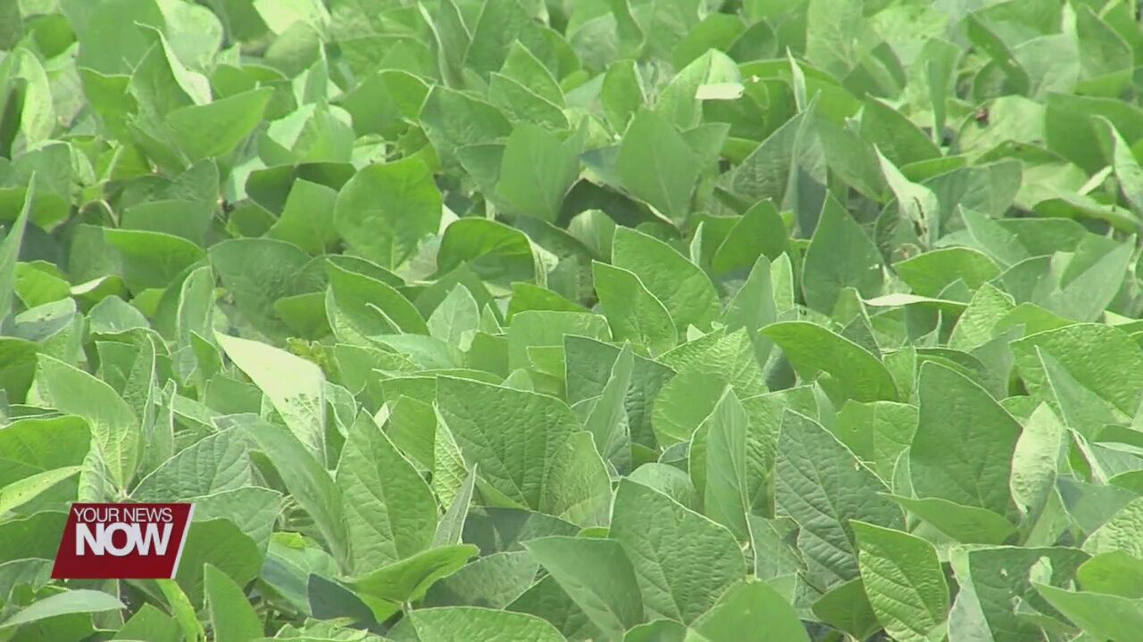 Rain last week and humidity this week is ideal for crop growth, but also pathogens
